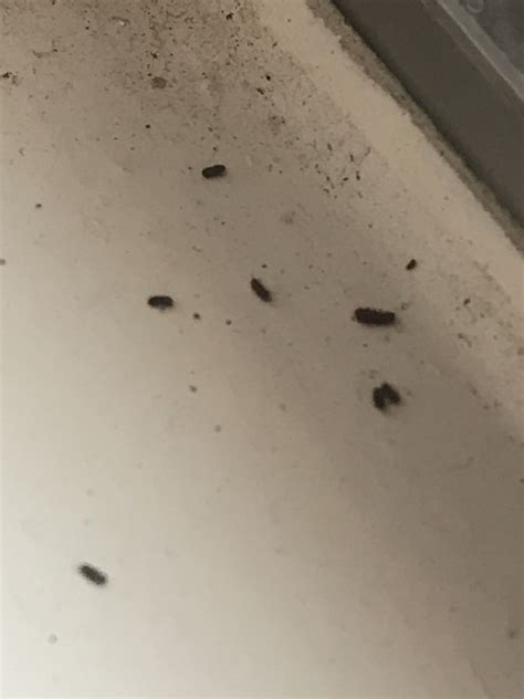 Because they lack backbones, they are inver. . Tiny bugs in bathroom and window sills
